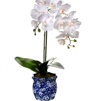 Double Phaleanopsis in Blue Ceramic Container