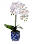 Double Phaleanopsis in Blue Ceramic Container