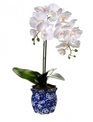 Double Phaleanopsis in Blue Ceramic Container
