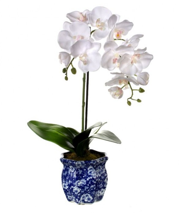 Double Phaleanopsis in Blue Ceramic Container