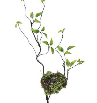 Wild Smilax Stem w/ Nest