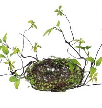Baby Tears Nest w/ Vine