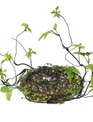 Baby Tears Nest w/ Vine