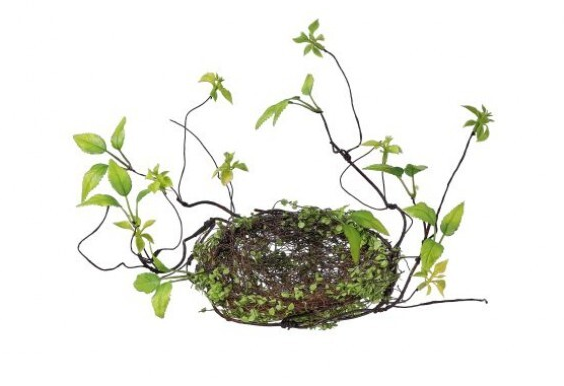 Baby Tears Nest w/ Vine