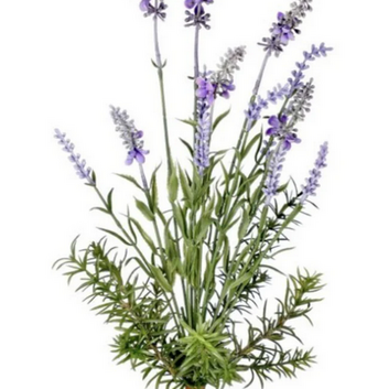 Garden Lavender Bush