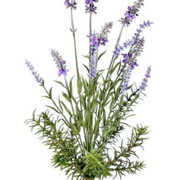 Garden Lavender Bush