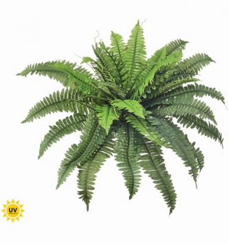 UV Treated 30" Boston Fern