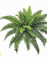 UV Treated 30" Boston Fern
