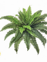 UV Treated 30" Boston Fern