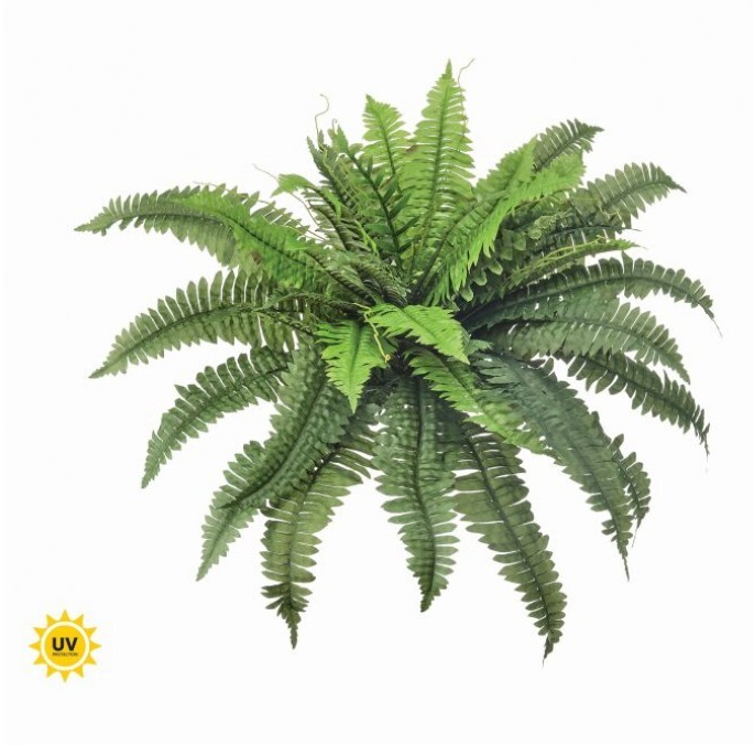 UV Treated 30" Boston Fern