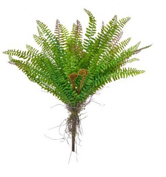 18" Soft Touch Forest Fern Bush