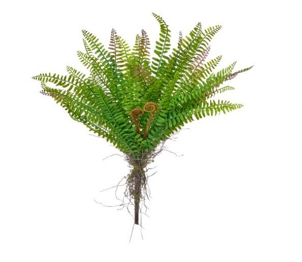 18" Soft Touch Forest Fern Bush