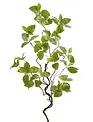 34" Fittonia Twig Spray
