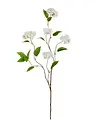 White Snowball Hydrangea Branch