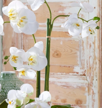 31" White Orchid w/ Moss Ball