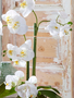 31" White Orchid w/ Moss Ball