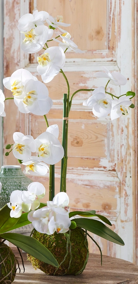 31" White Orchid w/ Moss Ball