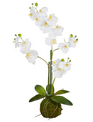 31" White Orchid w/ Moss Ball
