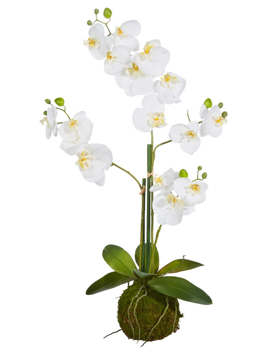 31" White Orchid w/ Moss Ball