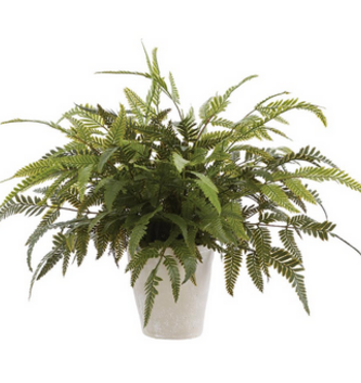 20" Potted Leather Leaf Fern