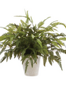 20" Potted Leather Leaf Fern
