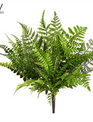 UV Protected Tall Boston Fern Fiddleheads