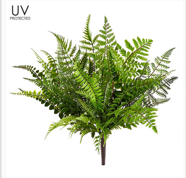 UV Protected Tall Boston Fern Fiddleheads