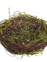 Moss Covered Birds Nest