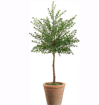 23" UV Protected Myrtle Topiary