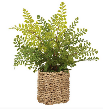 15" Maidenhair Fern in Basket