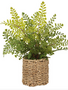 15" Maidenhair Fern in Basket