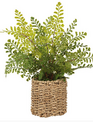 15" Maidenhair Fern in Basket