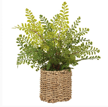 15" Maidenhair Fern in Basket