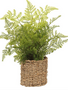 15" Leather Fern in Basket