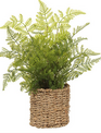 15" Leather Fern in Basket