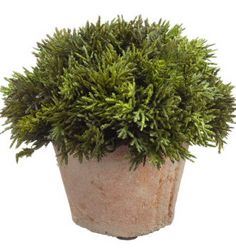 Cypress in Clay Pot (2-Sizes)