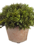 Cypress in Clay Pot (2-Sizes)