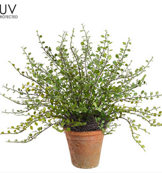 UV Protected Potted Muehlenbeckia Bush