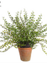 UV Protected Potted Muehlenbeckia Bush