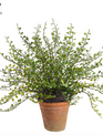 UV Protected Potted Muehlenbeckia Bush