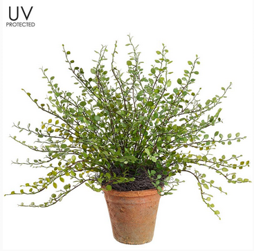 UV Protected Potted Muehlenbeckia Bush