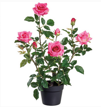 Potted Garden Rose Bush (2-Colors)