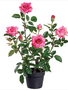 Potted Garden Rose Bush (2-Colors)