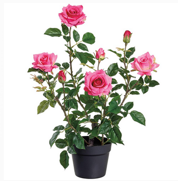 Potted Garden Rose Bush