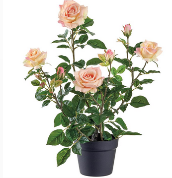 Potted Garden Rose Bush