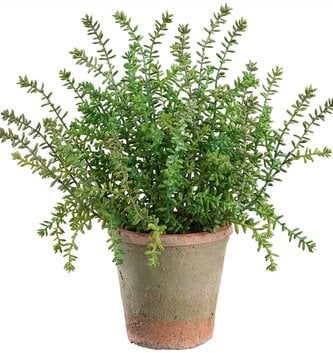 16.5" UV Sedum in Clay Pot