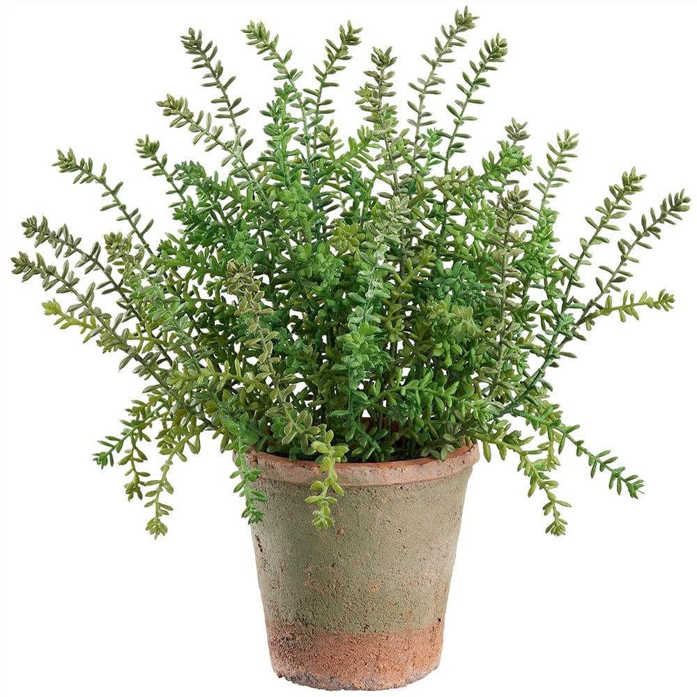 16.5" UV Sedum in Clay Pot