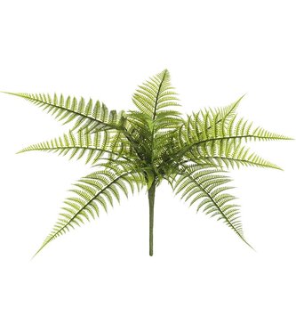 Leather Leaf Fern Bush