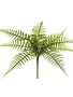 Leather Leaf Fern Bush