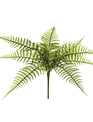 Leather Leaf Fern Bush